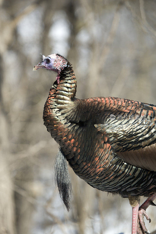 野生火鸡(Meleagris gallopavo)